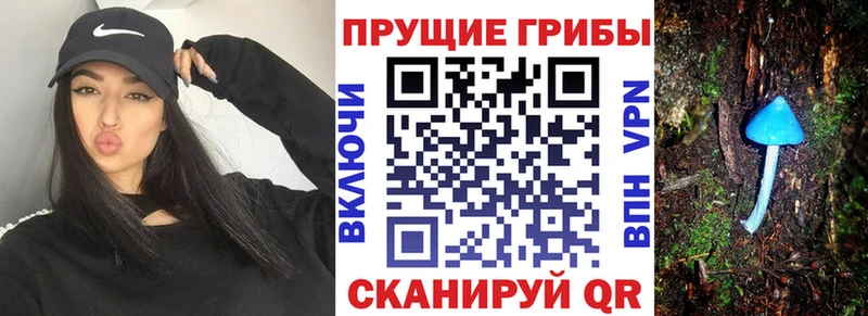 Купить закладки  Суздаль  Псилоцибиновые грибы ЛСД 